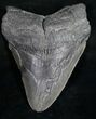 Bargain Megalodon Tooth - Georgia #9529-1